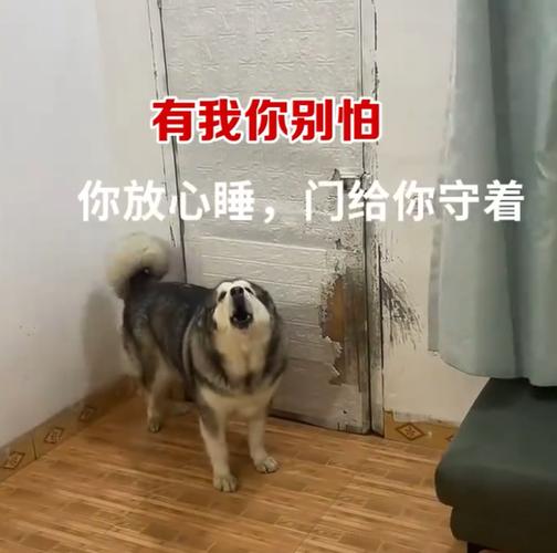 2025新澳门正版免费正题175和女子为4只狗立遗嘱与女子为4只狗立遗嘱视频