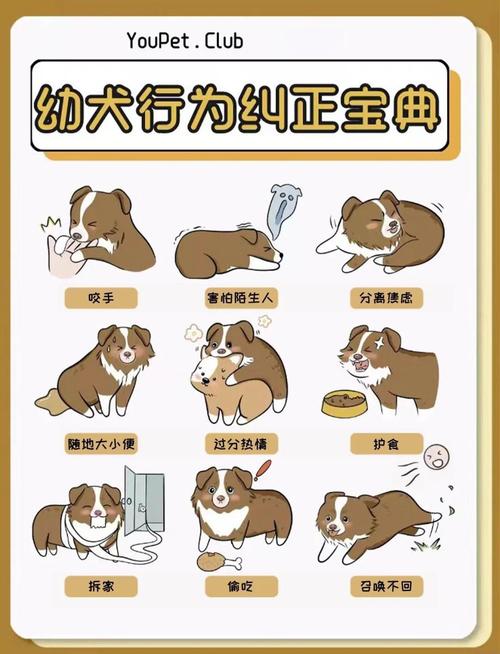 2025新澳最新资料大全和7岁男孩遭3只犬撕咬与7岁男孩遭3只犬撕咬怎么办