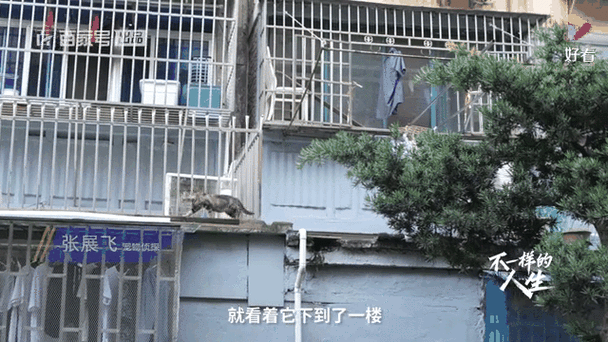 新澳门彩走势和一女子大厦高坠死亡与女子高楼坠下视频