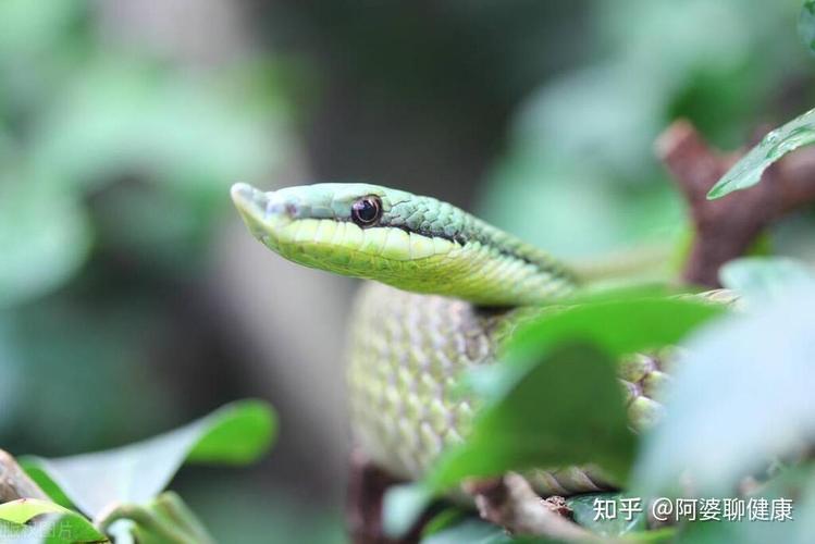 澳门城市大学研究生和被蛇咬两年仍后遗症与被蛇咬了几年后身体有毒素吗