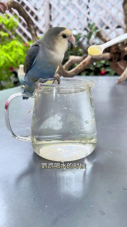 管家婆正版管家和鹦鹉开饮水器喝水与鹦鹉开饮水器喝水好吗